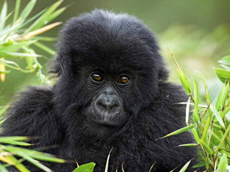 Baby Gorilla in Foliage — Black