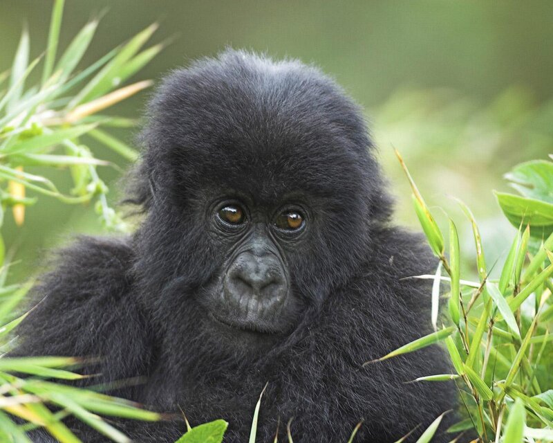 Baby Gorilla in Foliage