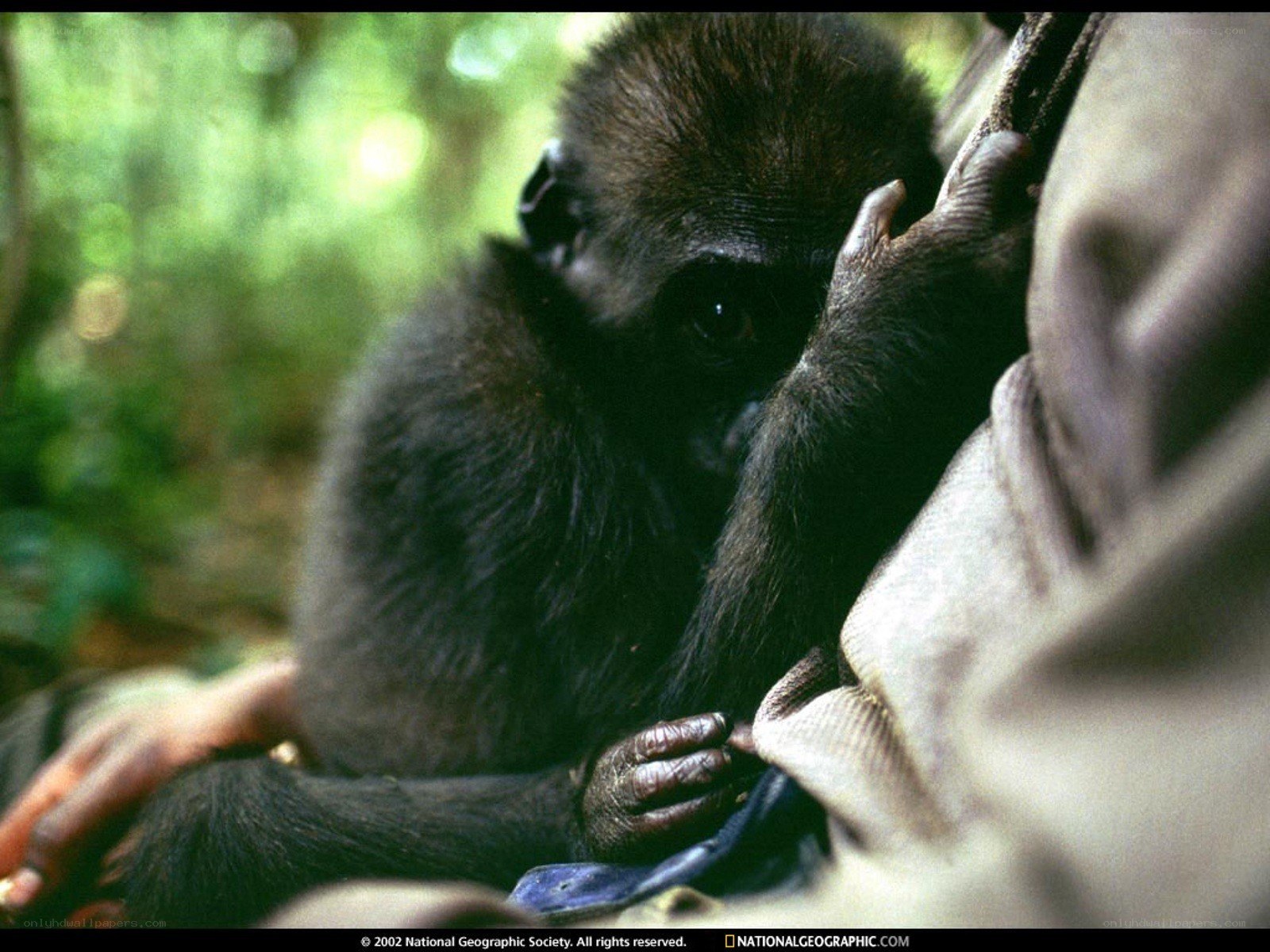 Baby gorilla in forest