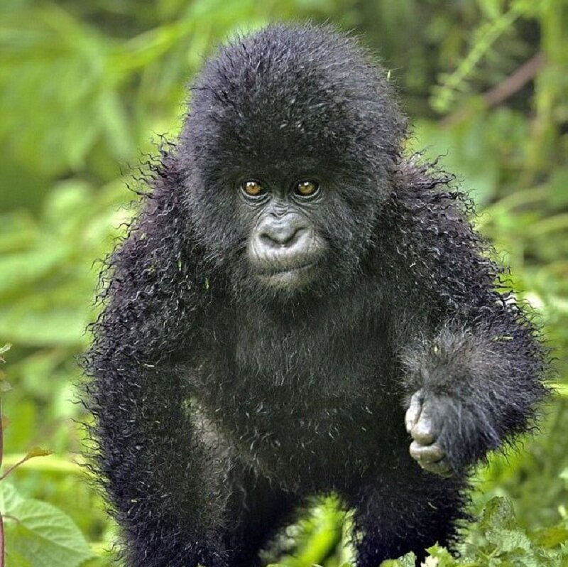 Baby Gorilla in Forest — Black