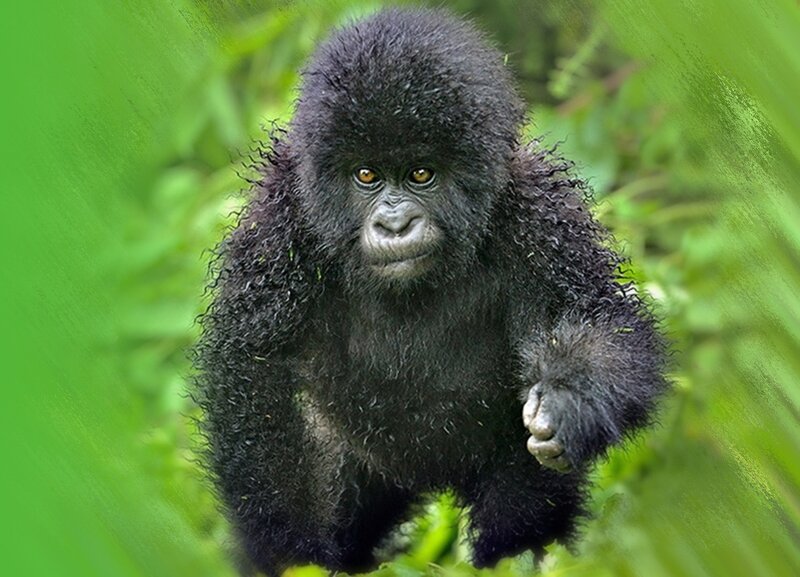 Baby Gorilla in Forest — Green