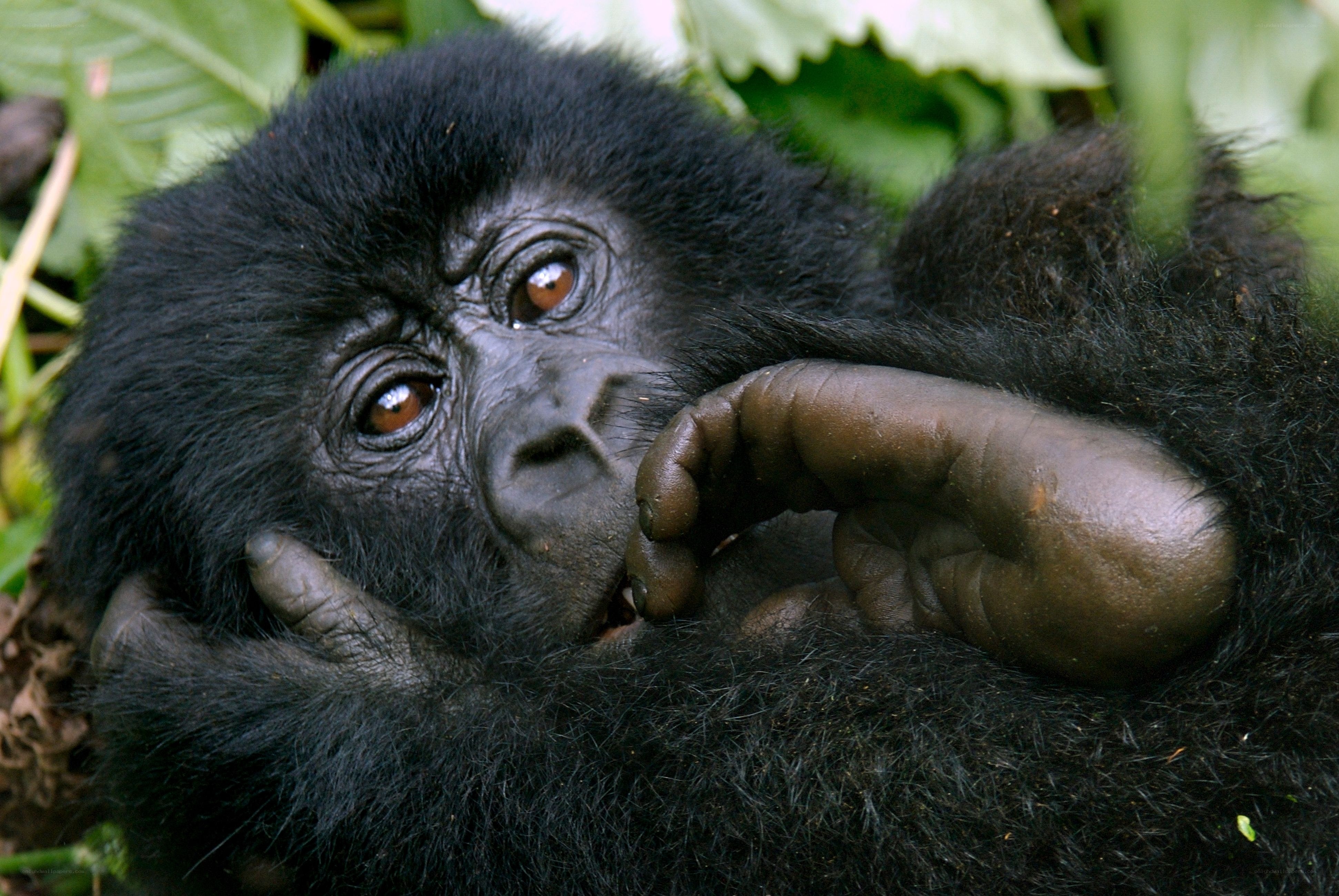 Baby gorilla in forest