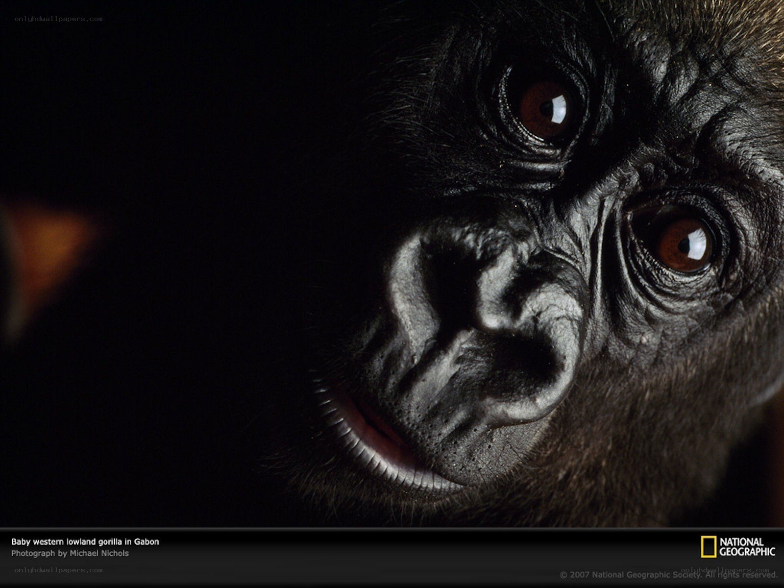 Baby gorilla in Gabon