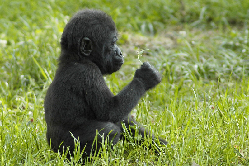 Baby gorilla in grass