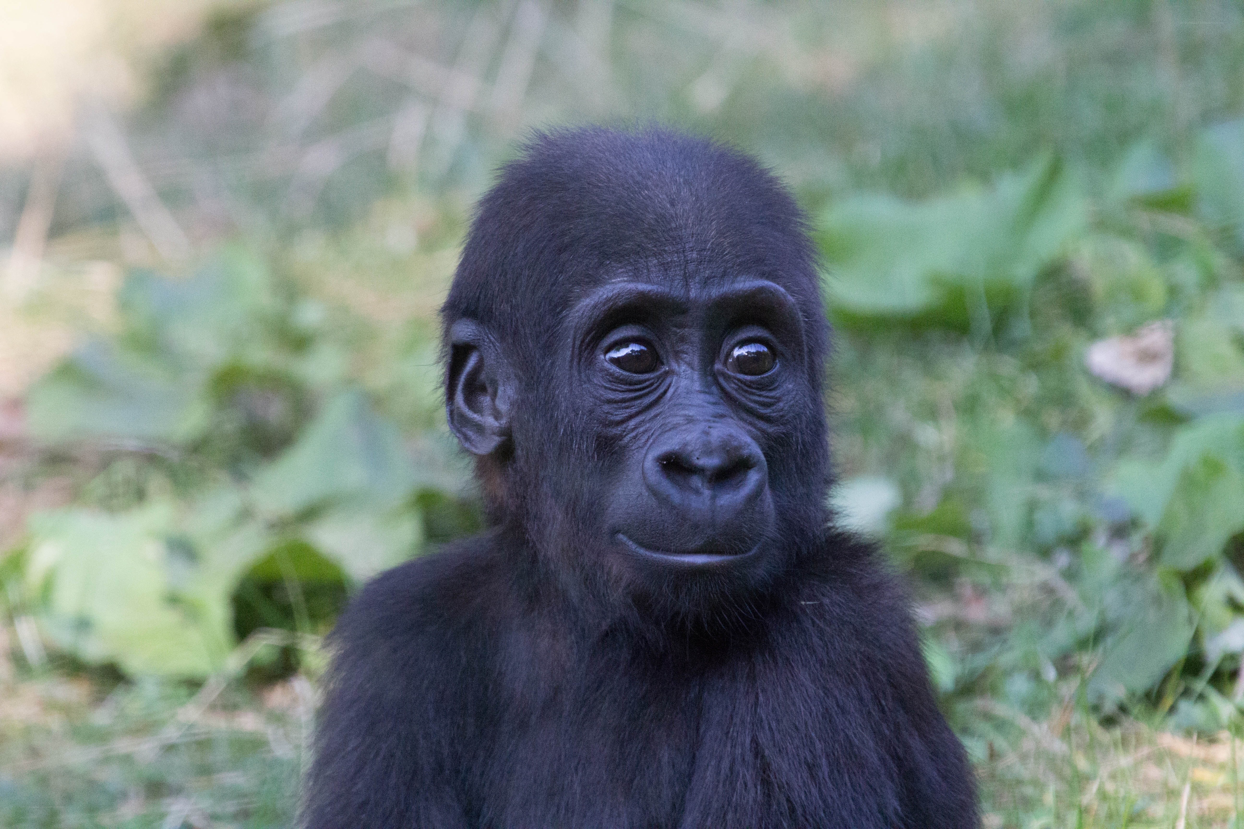 Baby gorilla in greenery