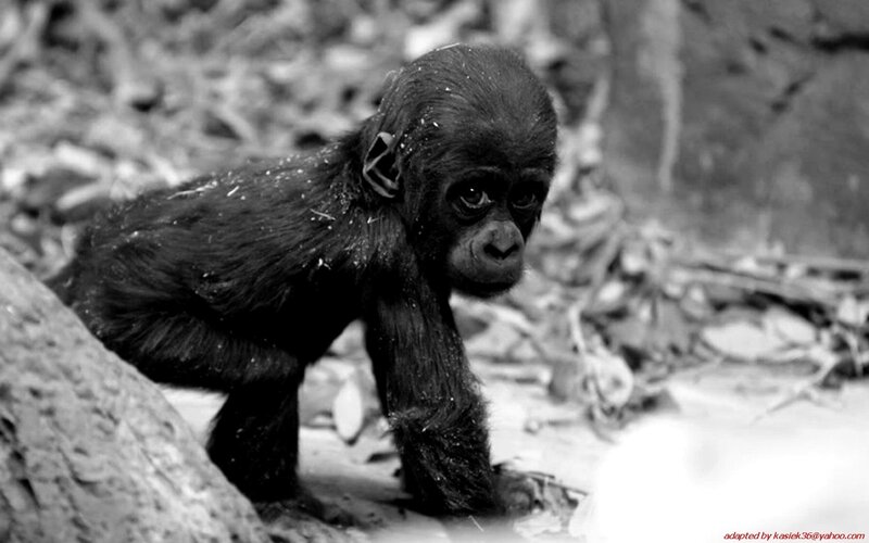 Baby gorilla in the wild
