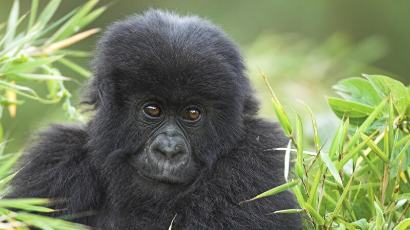 Baby gorilla in the wild