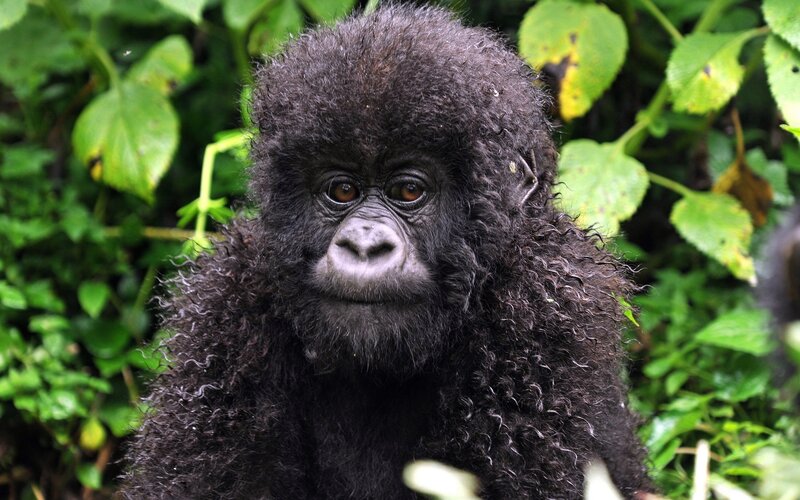 Baby gorilla in the wild