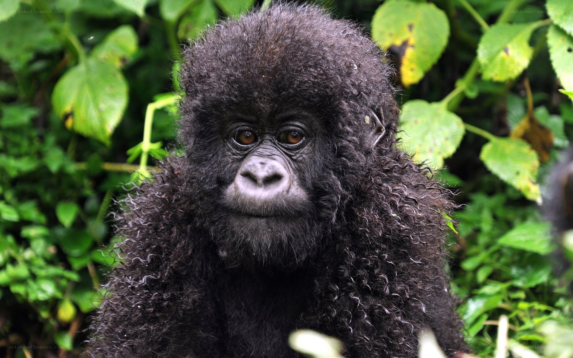 Baby gorilla in the wild