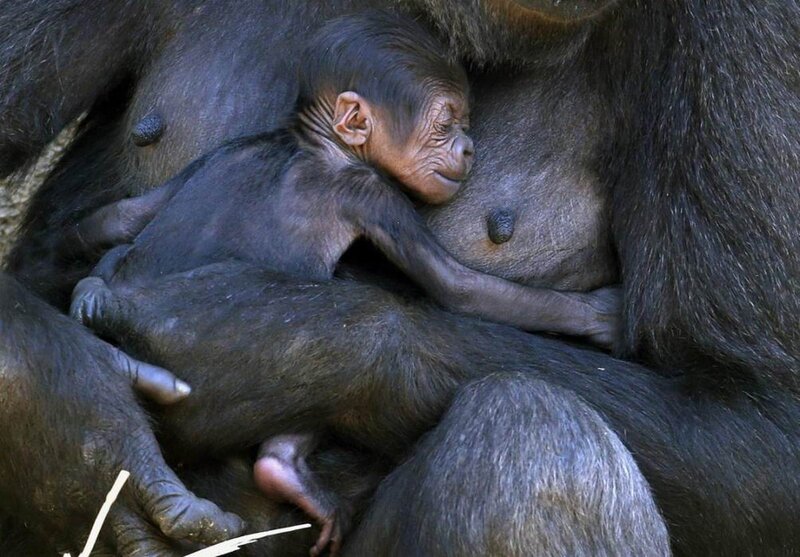 Baby Gorilla Nursing
