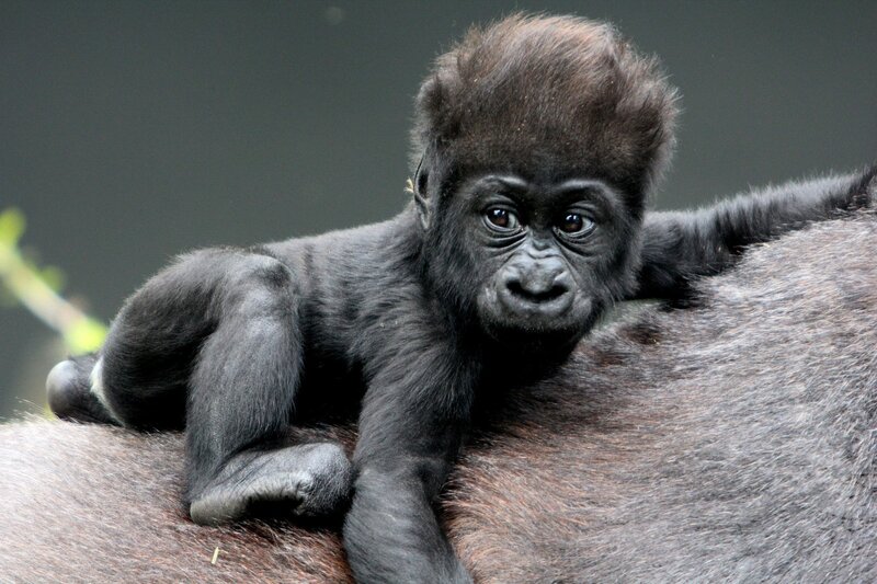 Baby Gorilla on Adult — Black, Calm, Photograph, Adult Gorilla, Back