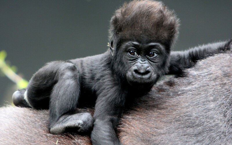 Baby Gorilla on Adult — Black, Calm, Photograph, Back