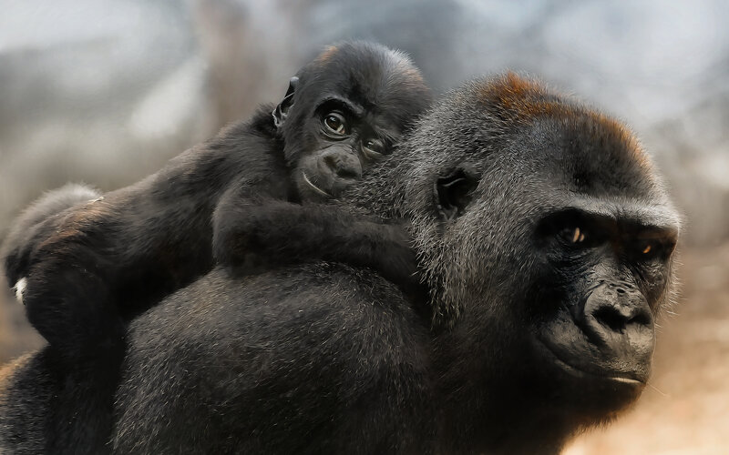 Baby Gorilla on Adult — Black, Calm, Photograph