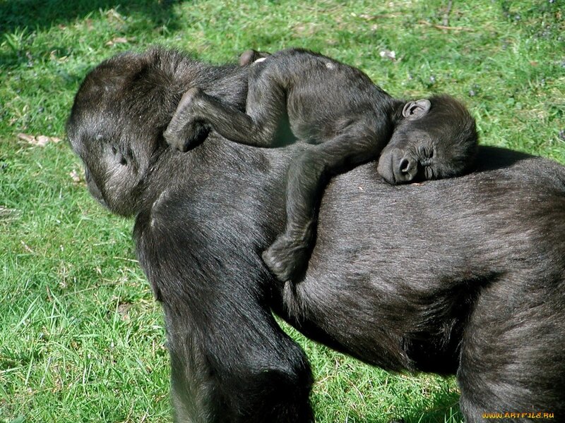 Baby Gorilla on Adult — Black