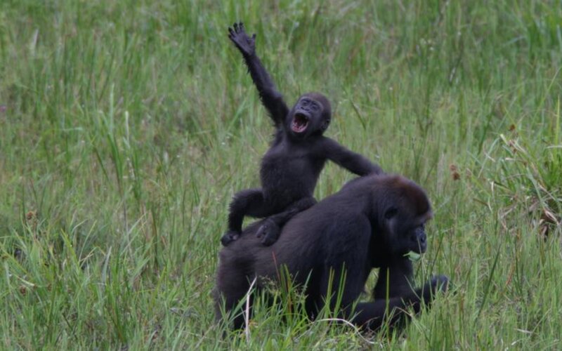 Baby Gorilla on Adult — Green