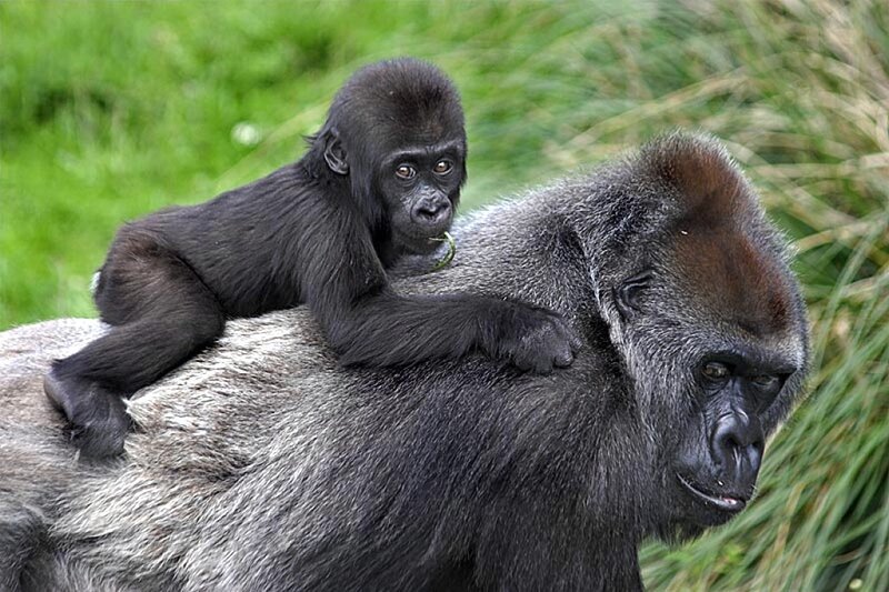 Baby Gorilla on Adult