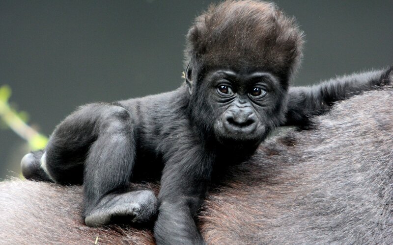 Baby gorilla on parent's back