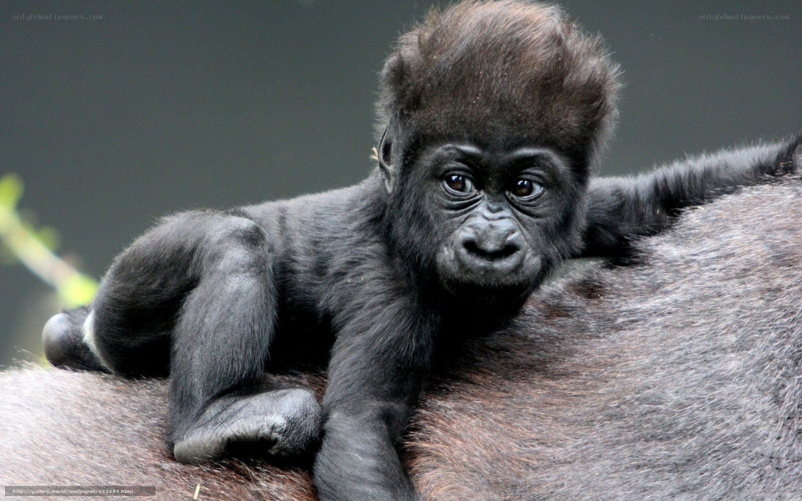 Baby gorilla on parent