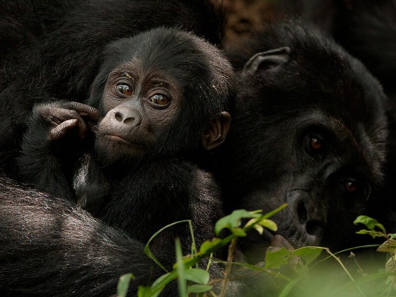 Baby Gorilla with Adult