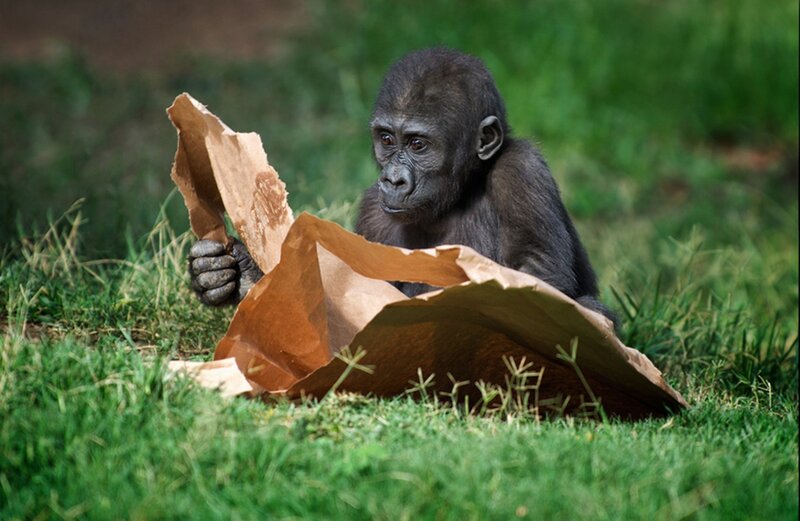 Baby Gorilla with Paper