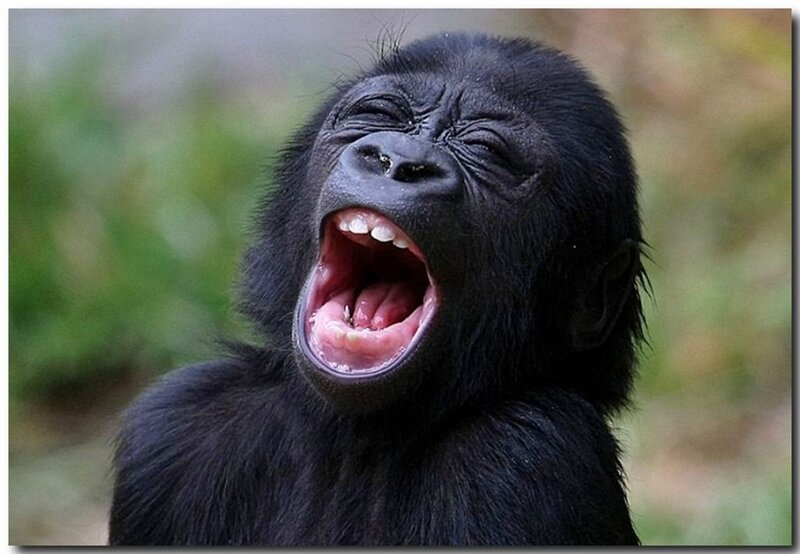 Baby Gorilla Yawning