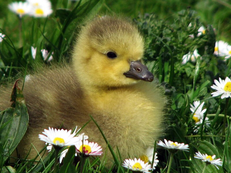 Baby gosling in a field of daisies