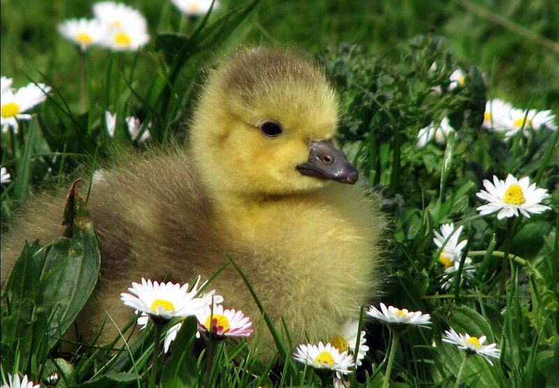 Baby gosling in daisies