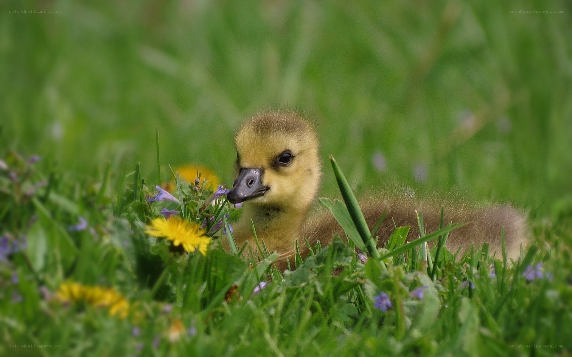 Baby gosling in grass