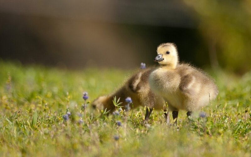 Baby goslings in a field