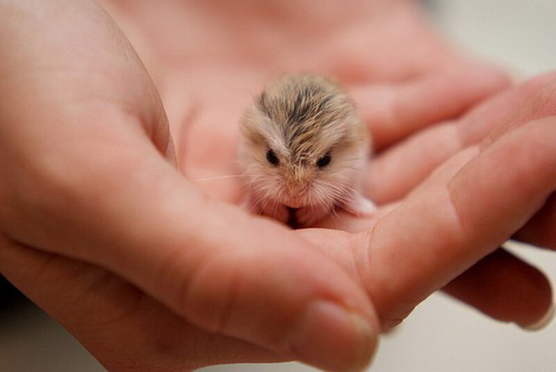 Baby Hamster in Hand