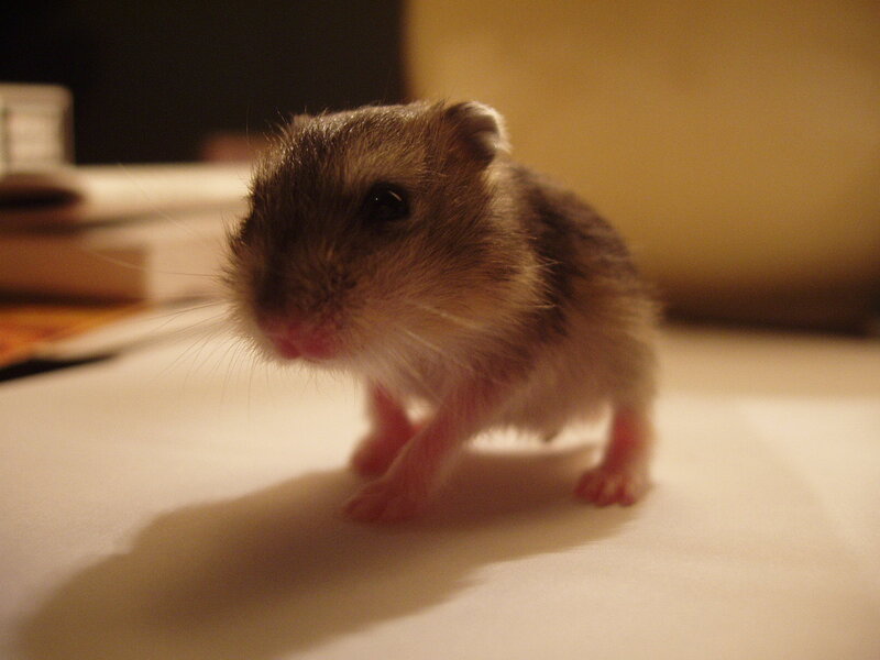 Baby Hamster on Surface