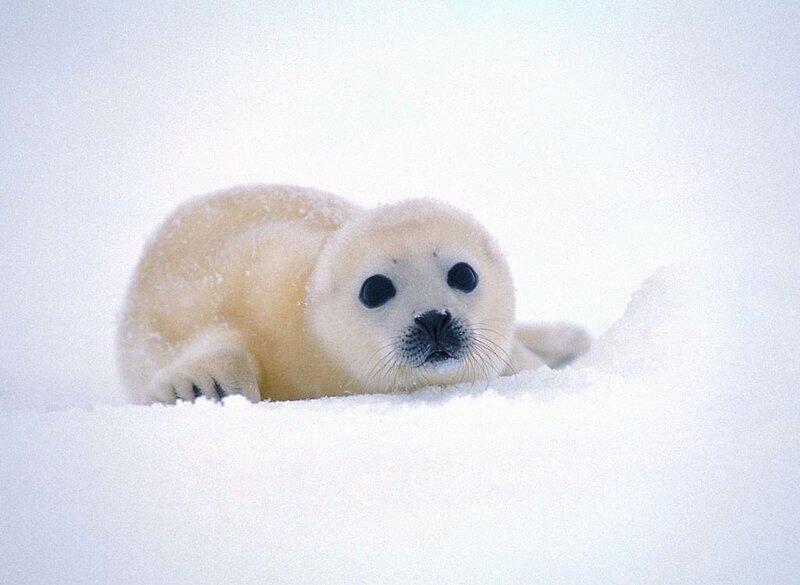 Baby Harp Seal in Snow — White, Calm