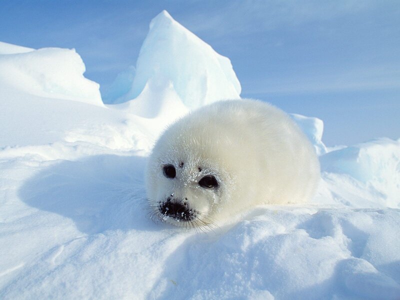 Baby harp seal on ice