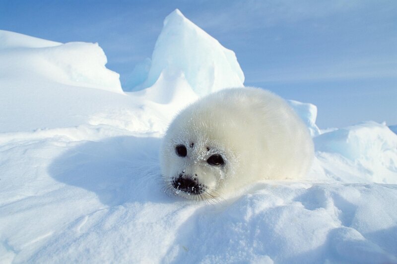 Baby harp seal on ice