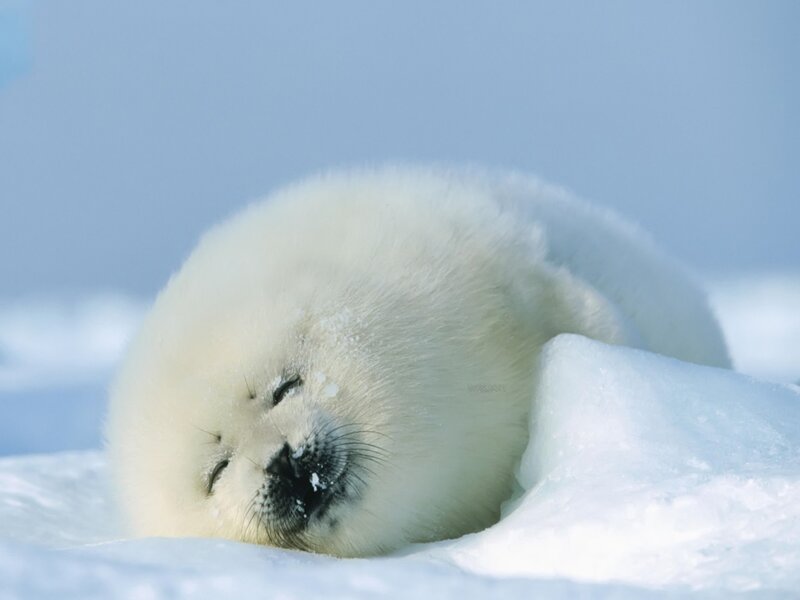 Baby Harp Seal