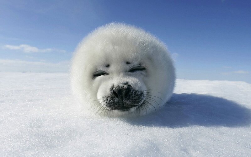 Baby Harp Seal — White, Serene