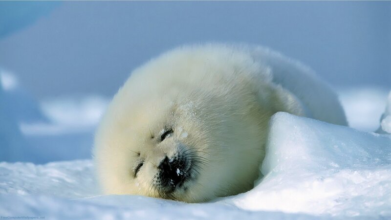Baby Harp Seal — White