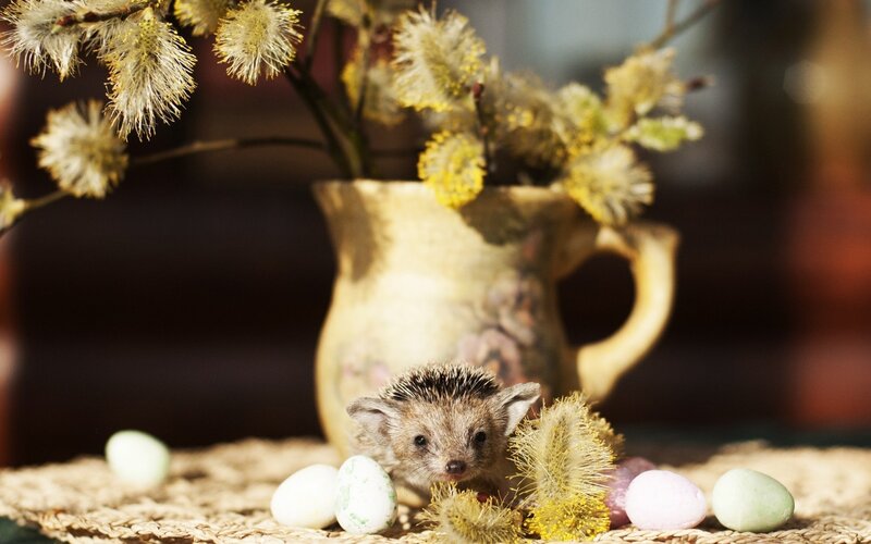 Baby Hedgehog in Basket