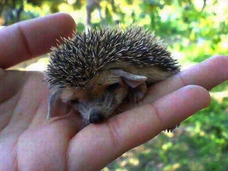 Baby hedgehog in hand