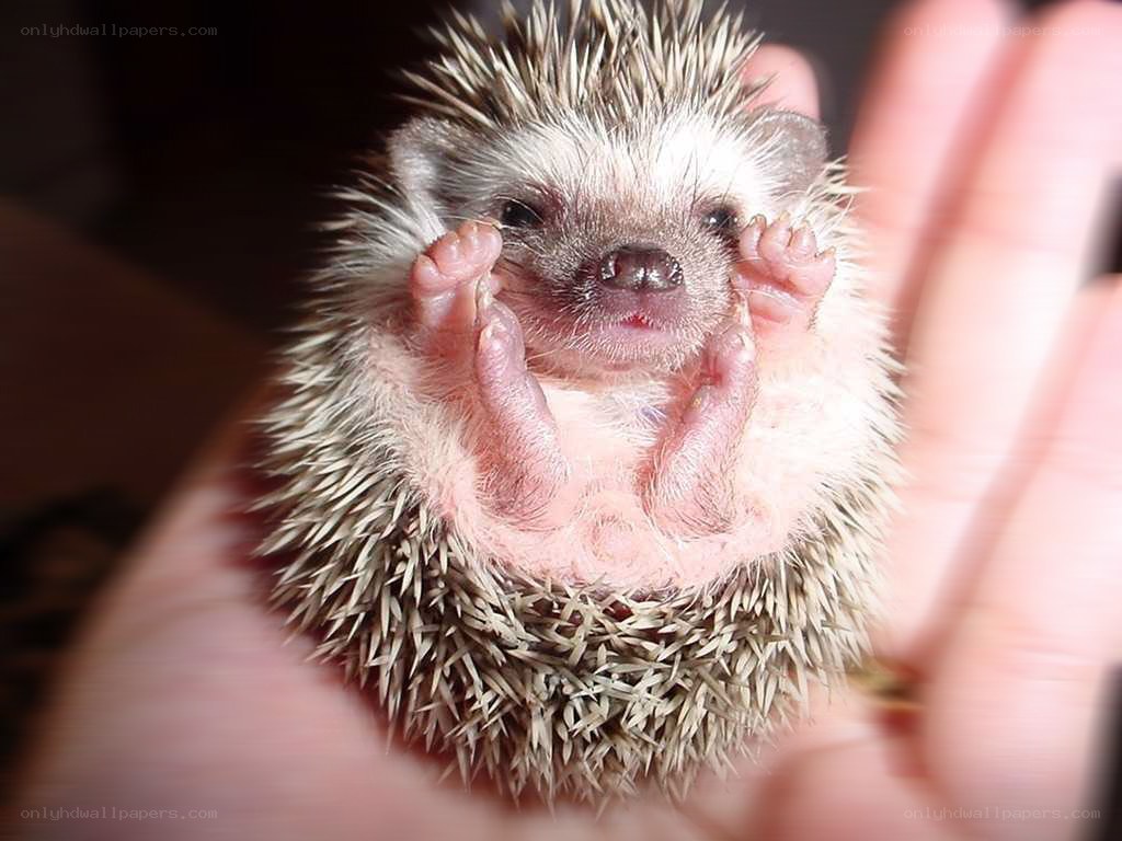 Baby hedgehog in hand