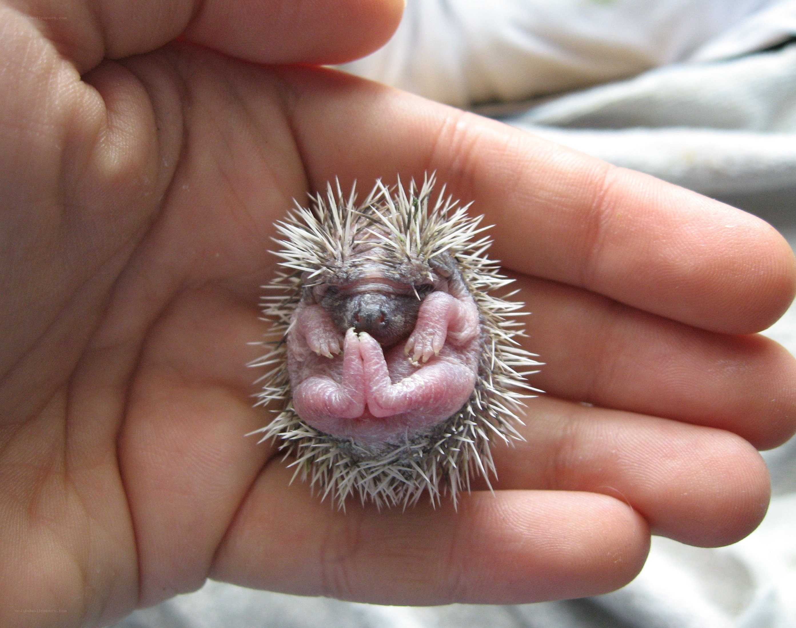 Baby hedgehog in hand
