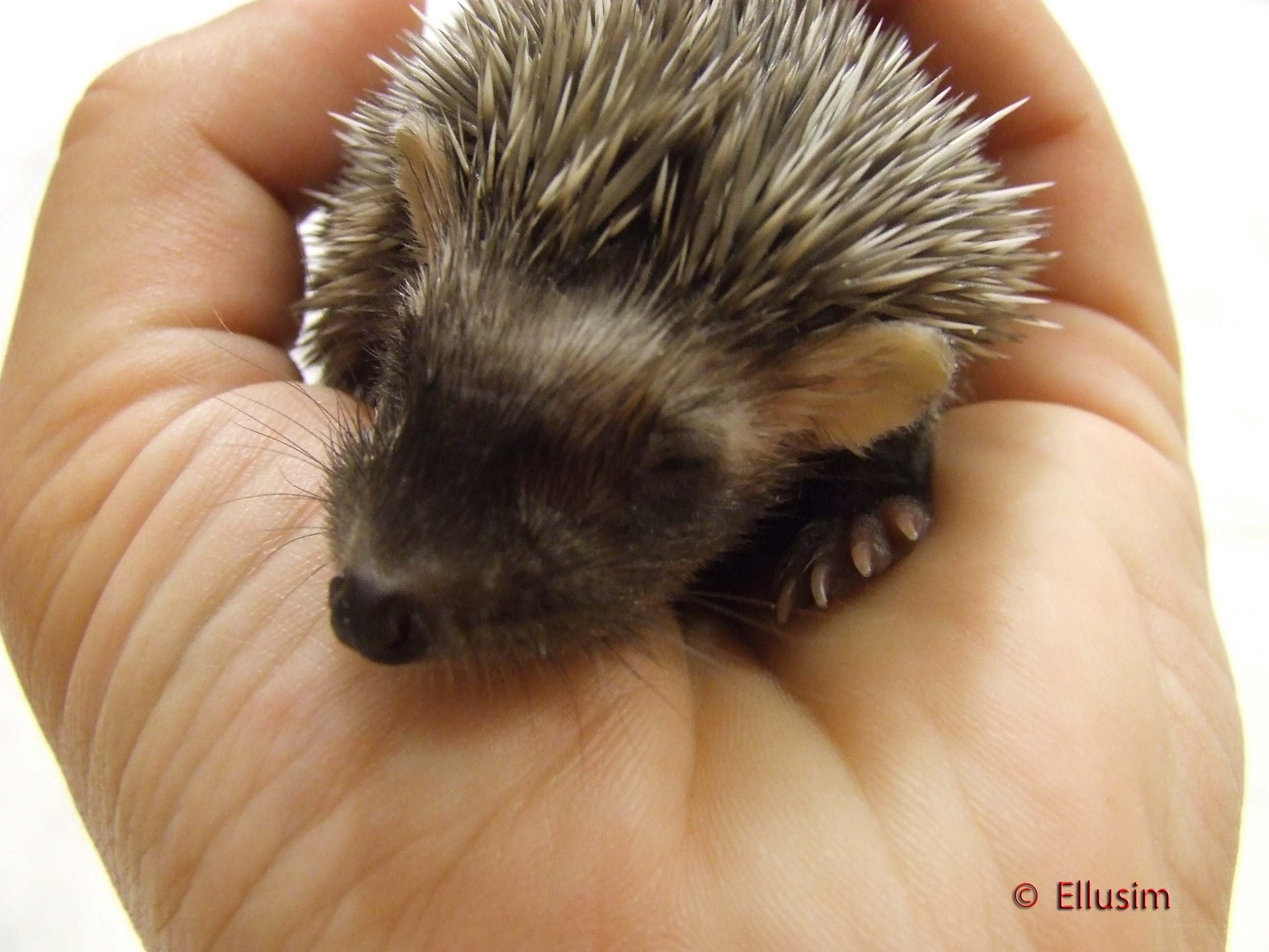 Baby hedgehog in hand