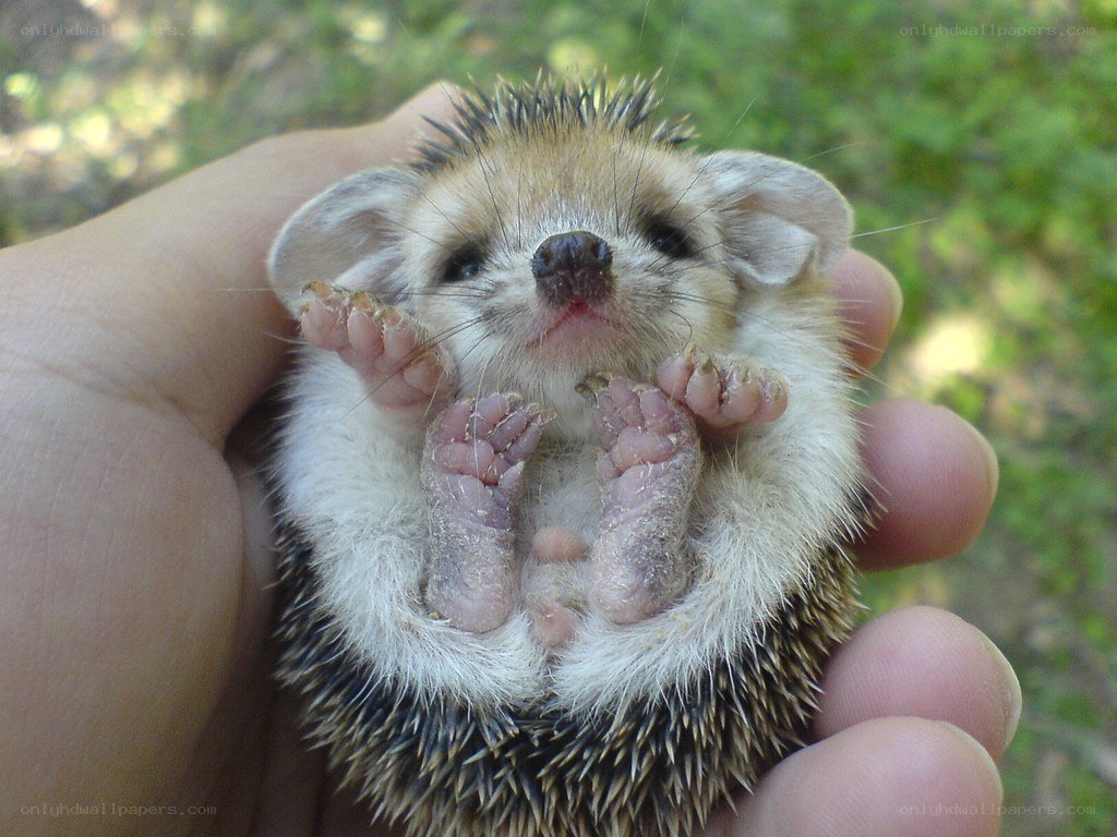 Baby hedgehog in hand