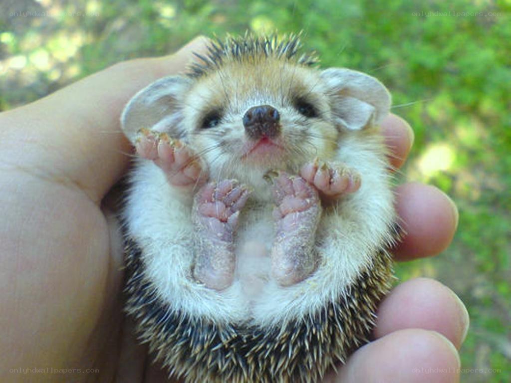 Baby hedgehog in hand