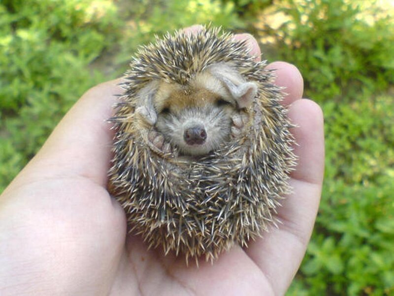Baby Hedgehog in Hand — Brown, Calm, Afternoon, Photograph, Greenery