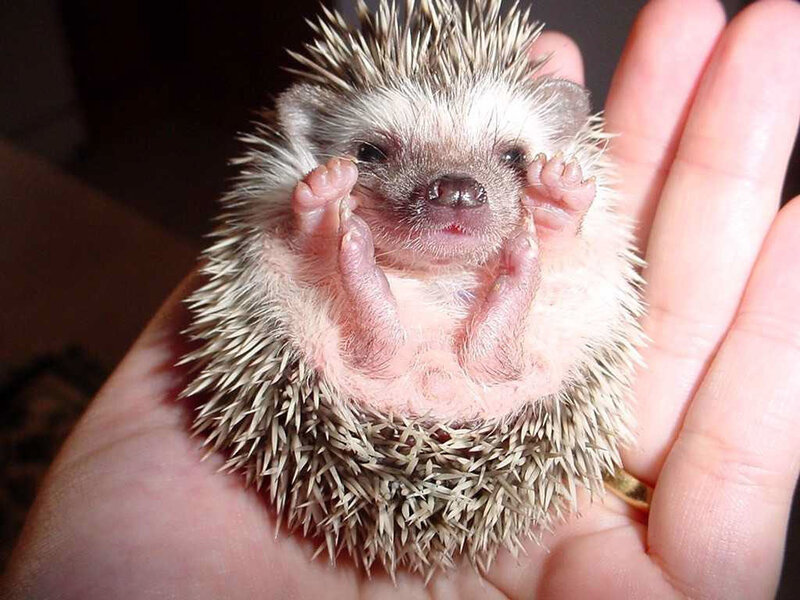 Baby Hedgehog in Hand — Brown, Calm, Photograph, Ring