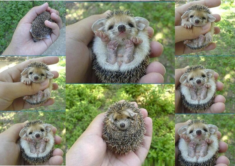 Baby Hedgehog in Hand — Brown, Calm