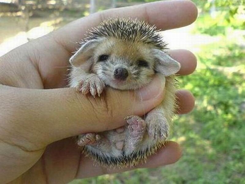 Baby Hedgehog in Hand — Brown