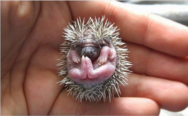 Baby Hedgehog in Hand — White