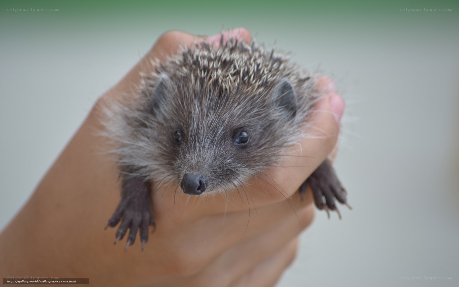 Baby hedgehog in hand